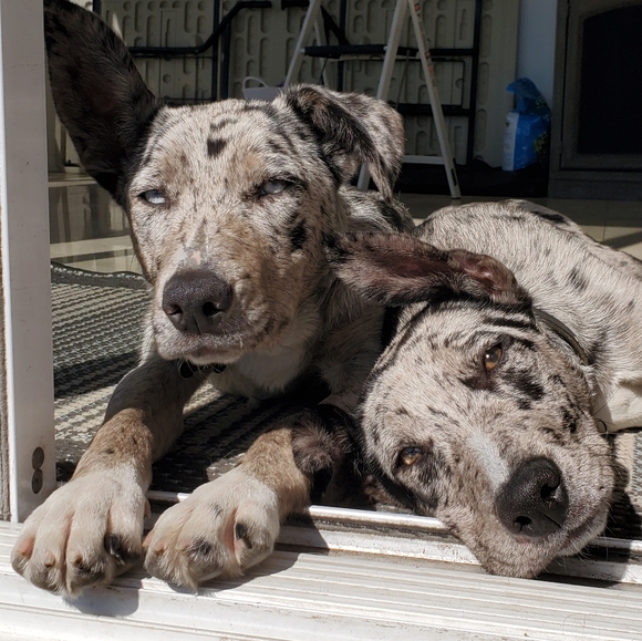 Meet your Posher, Frog 🐸 - Picture 12 of 12